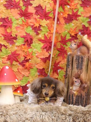 20241106ココちゃん